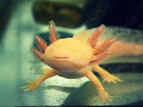 The Axolotl Salamander Doesn’t Wanna Grow Up .